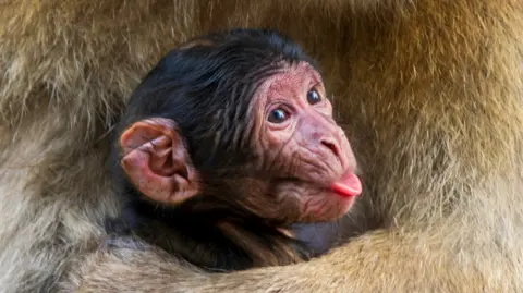 Picture of a monkey sticking his tongue out
